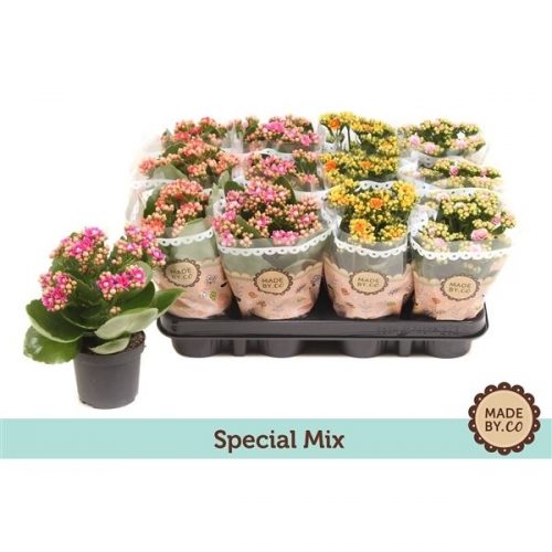 Kalanchoe rosalina special mix