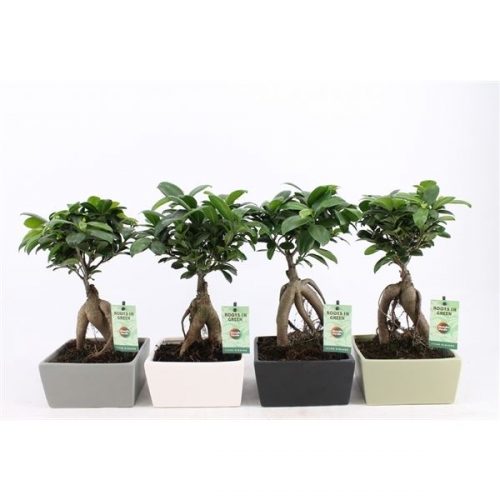 Ficus microcarpa ginseng