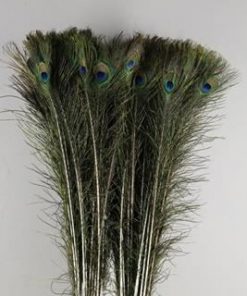 Feather Peacock 110cm - Pauwenveren h%