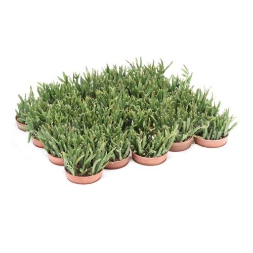 Rhipsalis ewaldiana rh5003