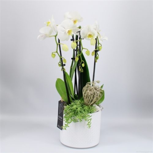 Phal-2033w phalaenopsis creatie	-	6	-	Adet