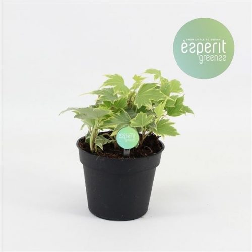 Hedera yellow ripple