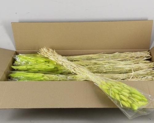 Df Lagurus 100g Applegreen - Decoratiemateriaal (h%)