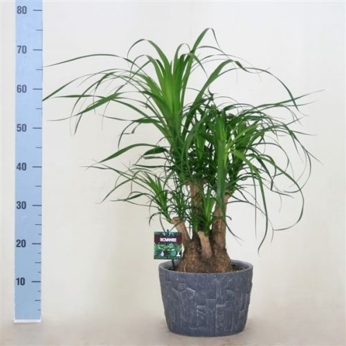 Beaucarnea recurvata