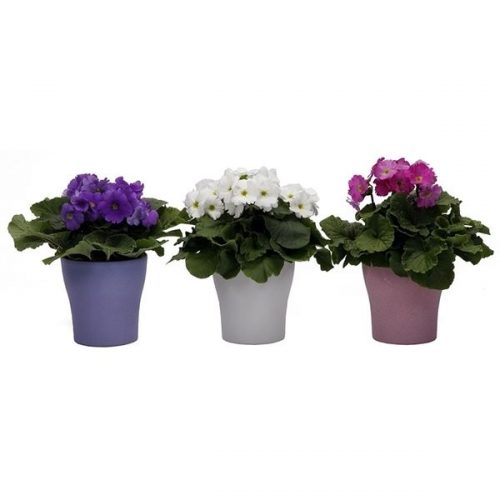 Primula obconica touch me mix 7440