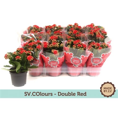 Kalanchoe calandiva rood