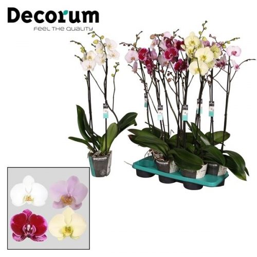 Phalaenopsis mix	 2 tak vertakt 25+ 80cm	-	4	-	Adet