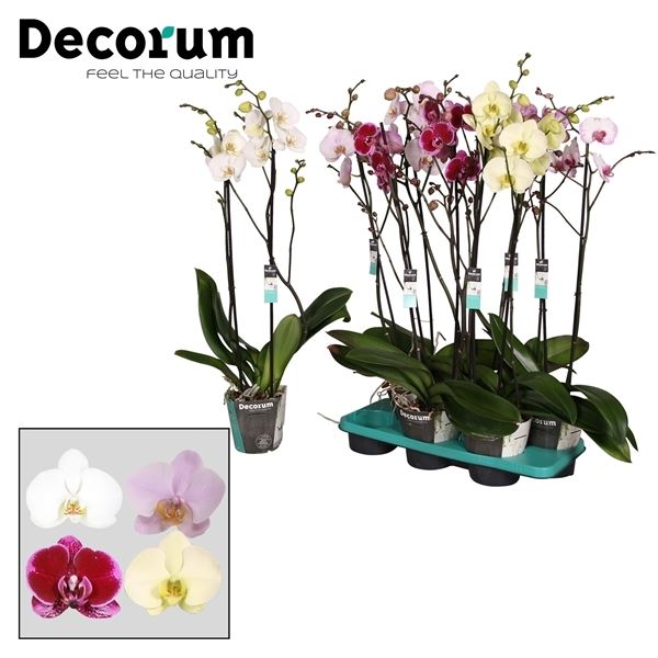 Phalaenopsis mix 2 tak vertakt 25+ 80cm - 4 - Adet