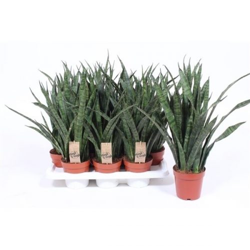 Sansevieria kirkii