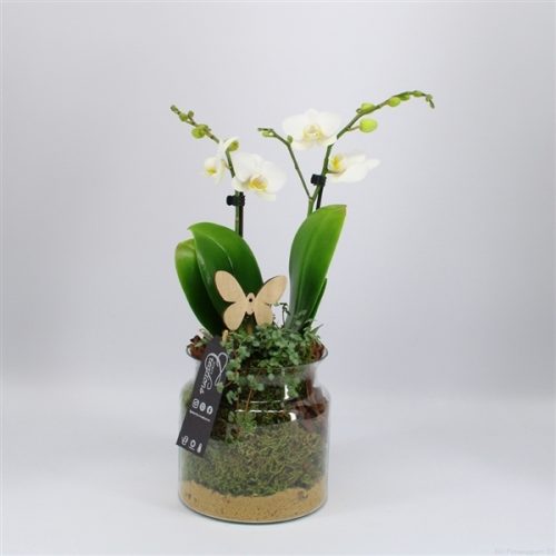 Phal-2015w phalaenopsis creatie	-	6	-	Adet