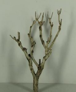 Seringenhout wide - Seringenhout 60cm (wide)