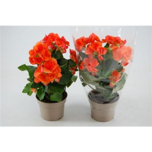 Begonia elatior du. batik