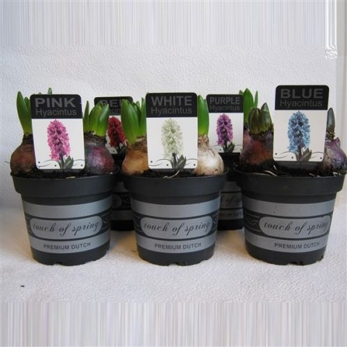 Hyacinthus mix in zwarte pot touch