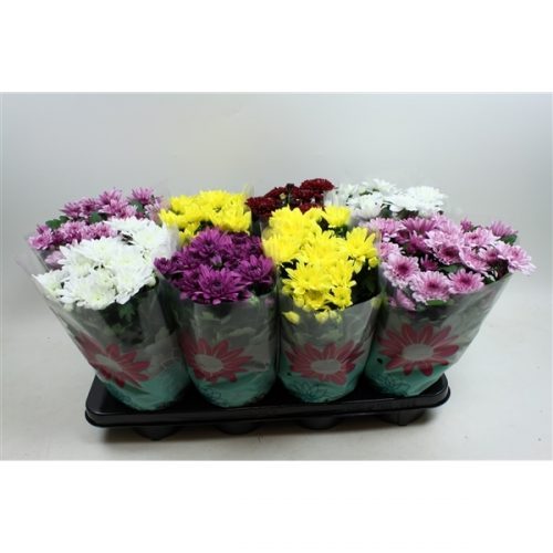 Chrysanthemum ind. mix enkelbloemig