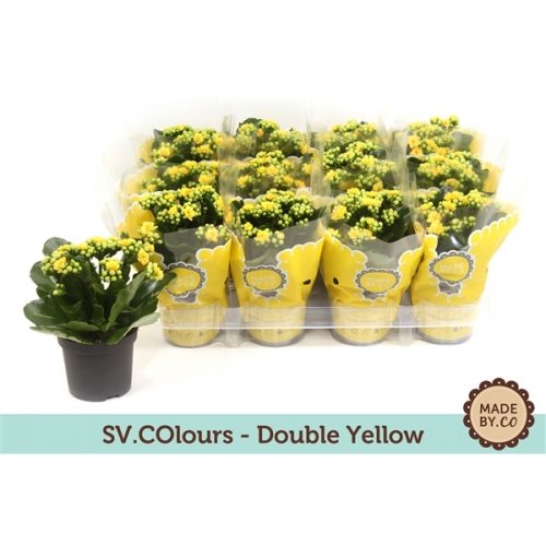 Kalanchoe rosalina geel