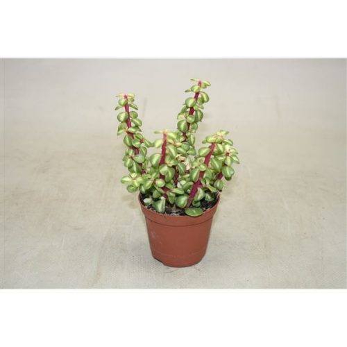 Portulacaria afra variegata