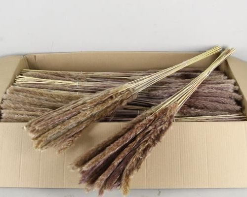 Df Pampas Silvy Bunch 70g - Decoratiemateriaal (h%)