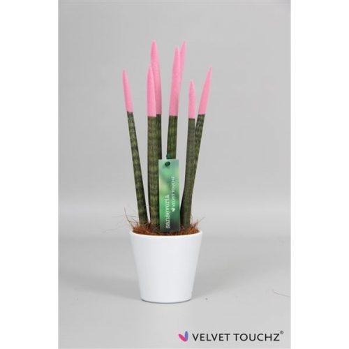 Sansevieria cylindrica spaghetti velvet svt10mk28