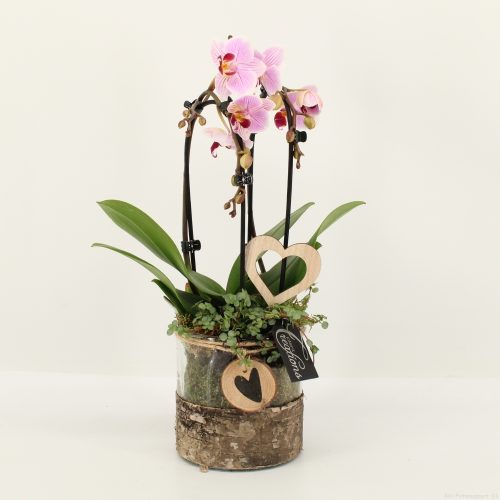 Phalrm-2019rz romantic phalaenopsis	-	4	-	Adet