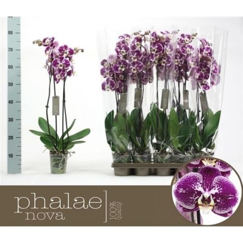 Phalaenopsis compilation