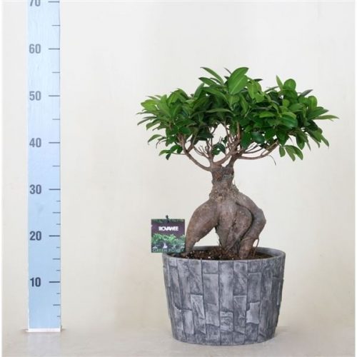 Ficus ginseng