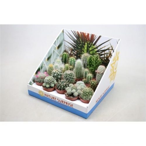 Cactus mix