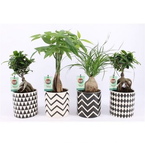 Kamerplanten mix asia