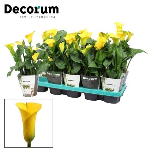 Zantedeschia gold crown in potcover		-	6	-	Adet
