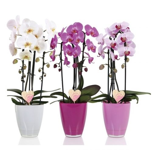 Phalaenopsis elegant cascade love mix