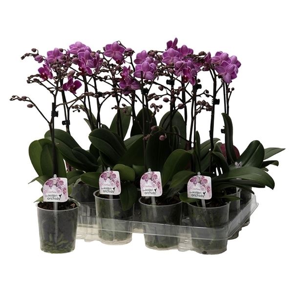 Phalaenopsis multiflora kolibri paars 1 Phalaenopsis multiflora kolibri paars