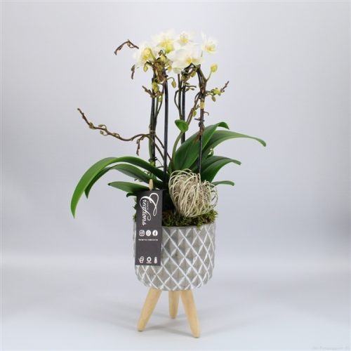 Phal-2031w phalaenopsis creatie	-	6	-	Adet