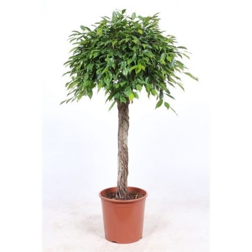 Ficus benjamina foliole