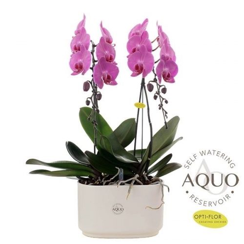 Phalaenopsis formidablo