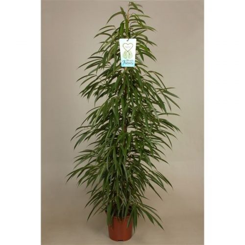 Ficus binnendijkii alii