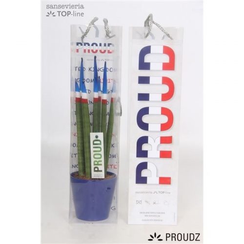 Sansevieria cilindrica proudz united kingdom