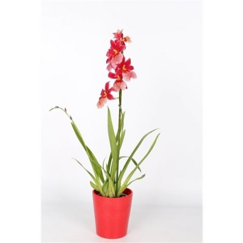 Cambria nelly isler fp165-120.01