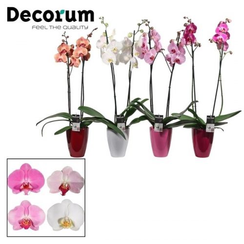 Phalaenopsis mix p2tmdpc	 2 tak in carly keramiek	-	6	-	Adet