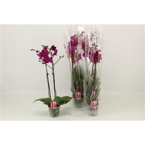 Phalaenopsis vivaldi