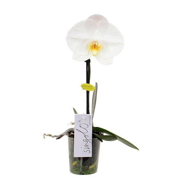 Phalaenopsis singolo wit
