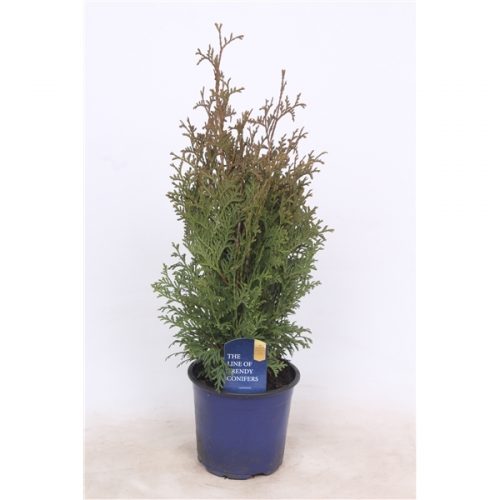 Thuja holmstrup