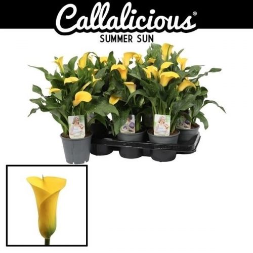 Zantedeschia summer sun