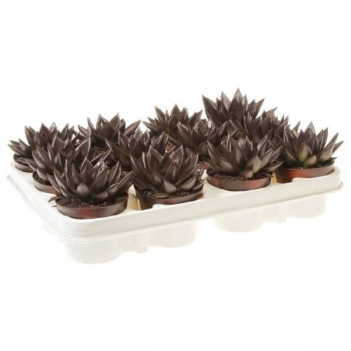 Echeveria miranda rainbow dark brown