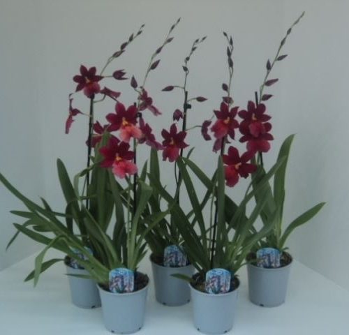 Burrageara nelly isler