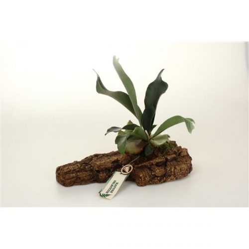 Platycerium bifurcatum