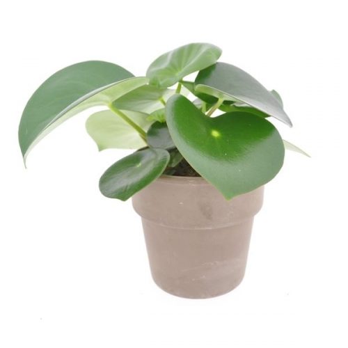 Peperomia polybotrya raindrop rain12-ter