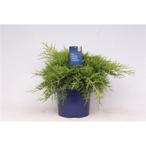 Juniperus x pfitzeriana gold coast