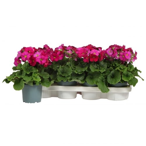 Primula obconica touch me rood