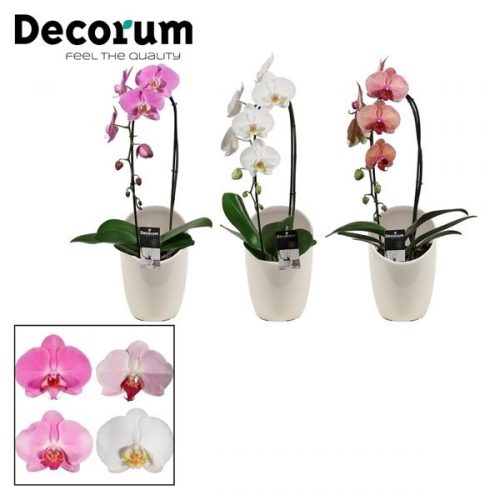 Phalaenopsis mix cascade pc1tmdpm