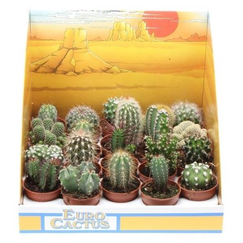 Cactus mix in showdoos pv5001