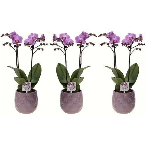 Phalaenopsis multiflora kolibri paars 12550vi